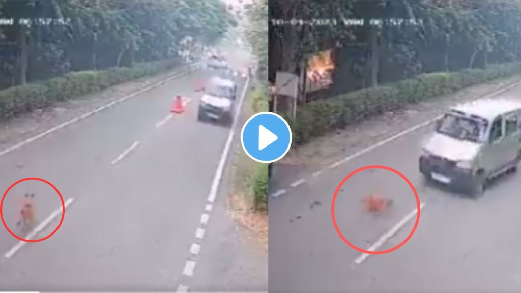 driver deliberately crushed a dog standing on the road