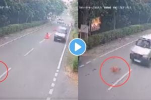 माणुसकीला काळीमा! रस्ता ओलांडणाऱ्या कुत्र्याला व्हॅन चालकाने मुद्दाम चिरडलं, व्हायरल VIDEO पाहताच प्राणीप्रेमी संतापले driver deliberately crushed a dog standing on the road