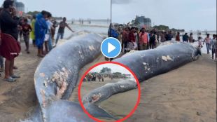 50-foot-long whale carcass washes up on Kerala shore