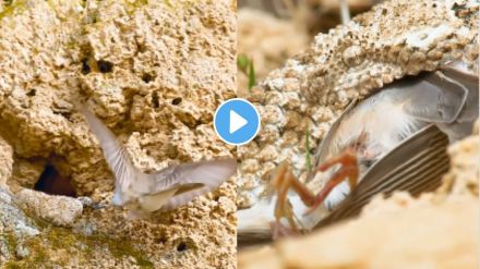Snake viral video