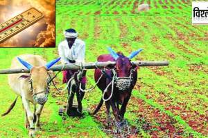 विश्लेषण : जागतिक तापमानवाढीमुळे जगभरातील पीक पद्धती बदलणार? global warming