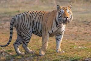 भंडारा : वाघाची दुचाकीला धडक, मायलेक जखमी; नशीब बलवत्तर म्हणून… tiger hit a bike Bhandara District