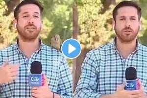Bird removes bluetooth earbuds from journalist ears and fly away