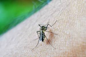 कामोठेत महिनाभरात डेंग्यूचा दूसरा बळी dengue Kamothe