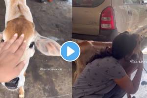 आईपासून दूर गेलेल्या वासराला तरुणीने केली ‘अशी’ मदत ! Video एकदा पाहाच… women helped the male calf that was away from its mother