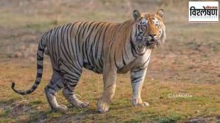 tiger Sahyadri