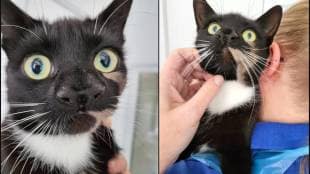 Cat with two nose You will also be surprised to see the photos