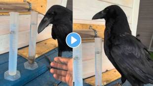 Seeing the cleverness of the crow will remember the story of childhood Funny Video Viral