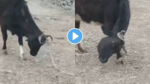 Who says animals not have brains watch this cow viral video