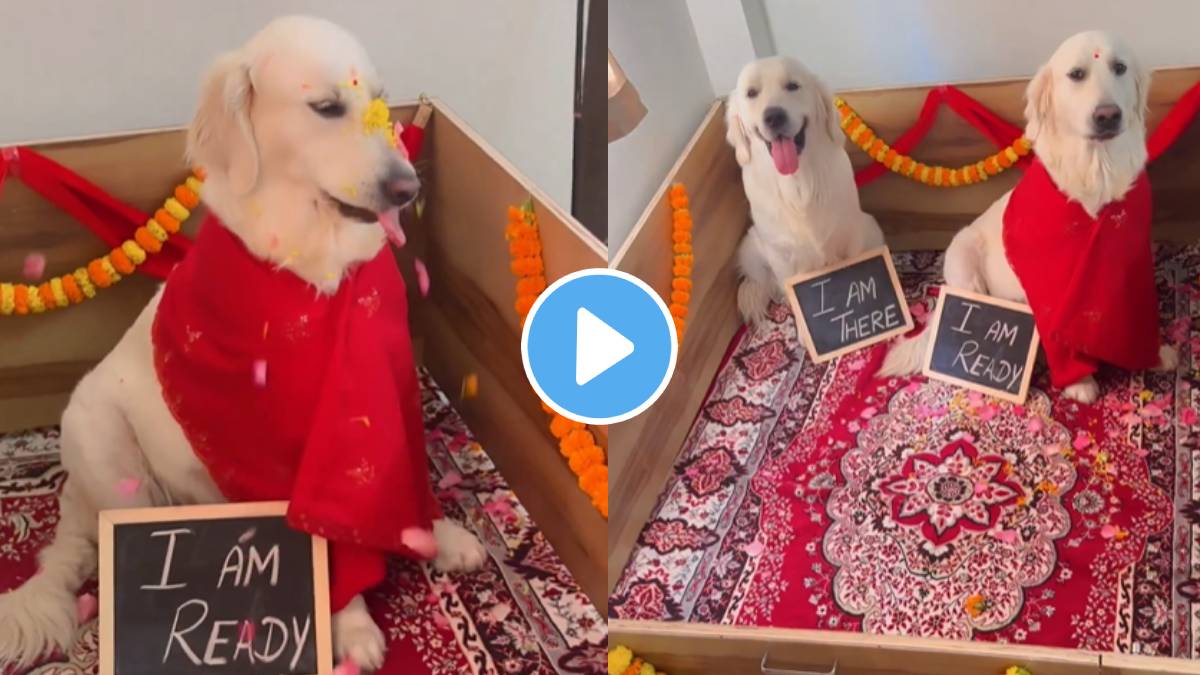 A family has organized a baby shower for a dog couple