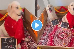 Video: प्राणीप्रेमी! श्वान जोडप्याचे थाटामाटात केले ‘डोहाळजेवण’ A family has organized a baby shower for a dog couple