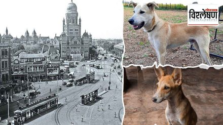 A riot broke out in the history of mumbai due to stray dogs