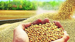 Soybean productivity less