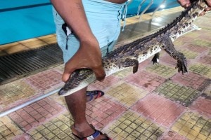 crocodile swimming pool Shivaji Park