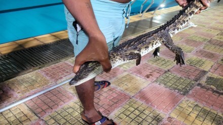 crocodile swimming pool Shivaji Park