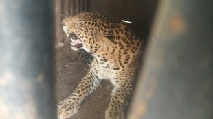 Leopard caught near Nanegaon