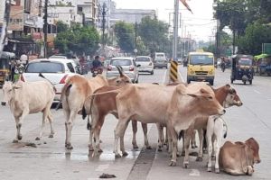 चंद्रपूर: मोकाट जनावरे रस्त्यावर, जनावरांच्या मालकांविरुद्ध गुन्हे दाखल cases filed against animal owners