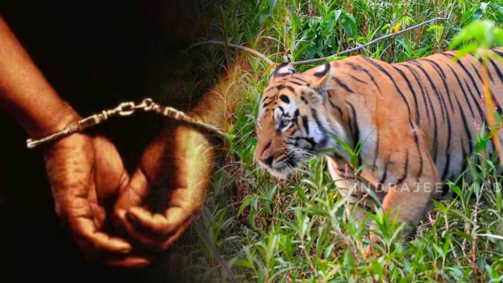 forest department arrested six suspects case tiger poaching electrocution Chatgaon forest area gadchiroli