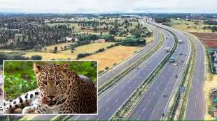 speeding vehicles killed leopard on samruddhi highway on the eve of wildlife week