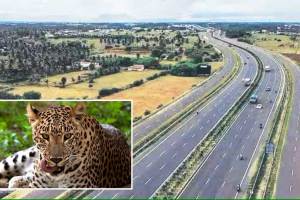 speeding vehicles killed leopard on samruddhi highway on the eve of wildlife week