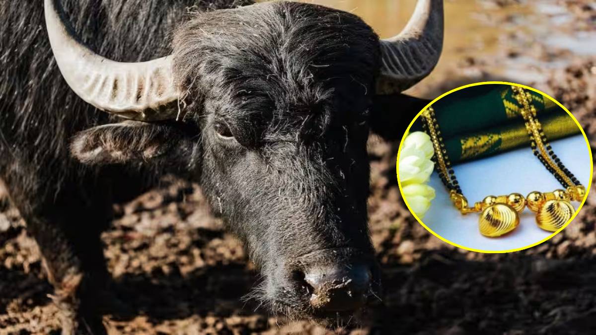 buffalo swallowed gold mangalsutra video viral