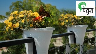 Butterflies edible plant flowering plant terrace garden