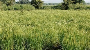 navi mumbai uran, red rice in uran, demand for red rice increased in uran, farmers in uran cultivating red rice
