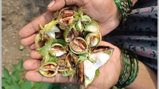 yavatmal farmers, pink bollworm on cotton, cotton crop, cotton farmers worried in yavatmal, yavatmal pink bollworm on cotton