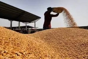 खुल्या बाजार विक्री योजनेंतर्गत ई-लिलावात बोली लावणाऱ्या २२५५ जणांना केंद्राने केली गहू अन् तांदळाची विक्री Open Market Sale Scheme
