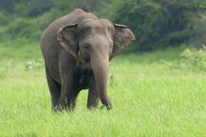 elephant found dead field Sindewahi chandrapur