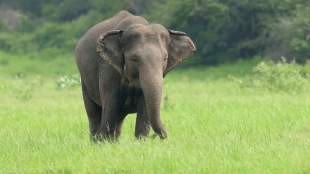 elephant found dead field Sindewahi chandrapur