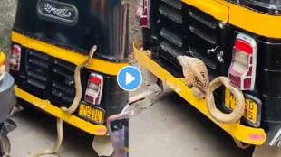 Cobra On Autorickshaw