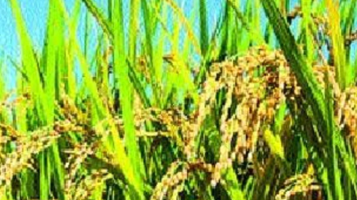 15 villages najar paisewari above 50 paise