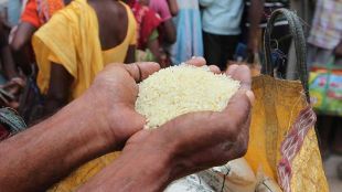 grain rice scam