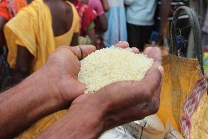 grain rice scam