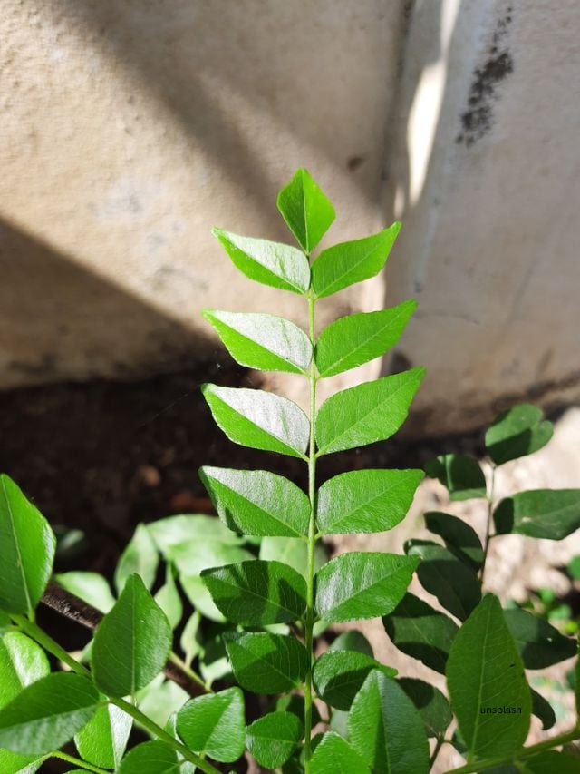 Curry leaves (unsplash)