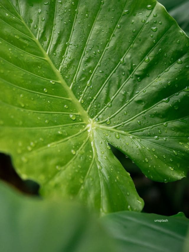 Health Tips : arabi leaves (unsplash)