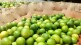 price lemon increased