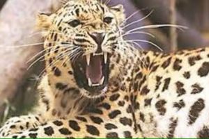 three people injured in leopard attack
