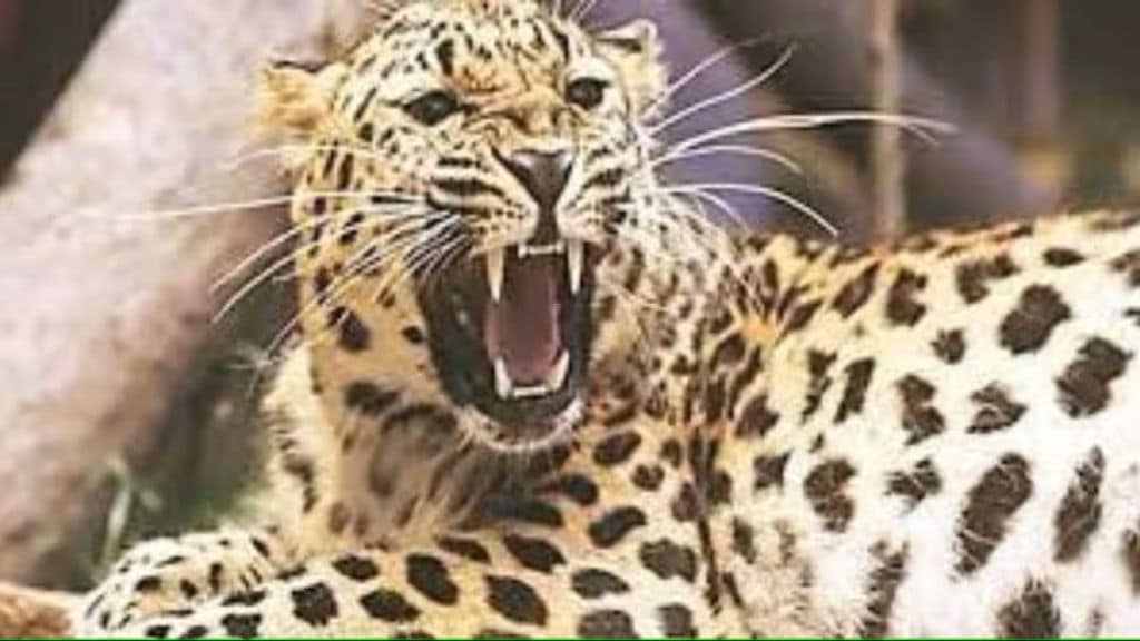 three people injured in leopard attack