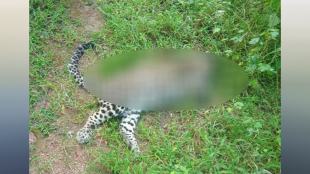 Bhandara, Waghbodi lake, Leopard killed in tiger,