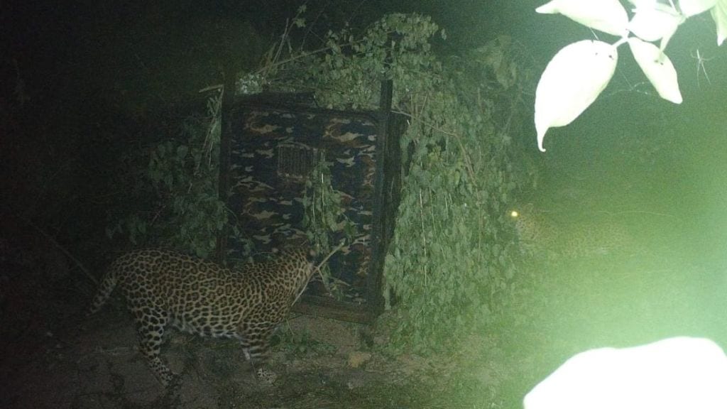 Two leopards seized in Sinnar