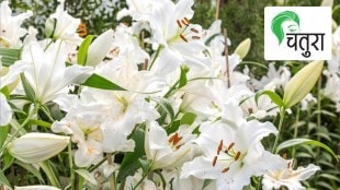 cultivation of Tuberose, Lily, Gladiolus in garden; flowers bloom throughout blooming season