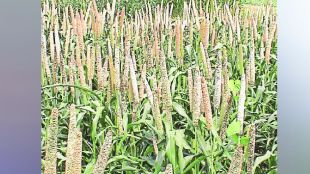 lokshivar coarse grains