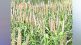 lokshivar coarse grains