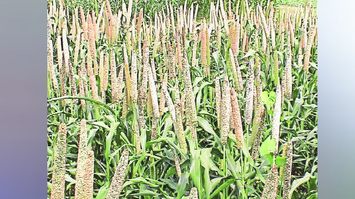 lokshivar coarse grains