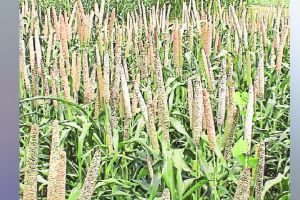 भरड धान्याची राष्ट्रव्यापी चळवळ ! lokshivar coarse grains