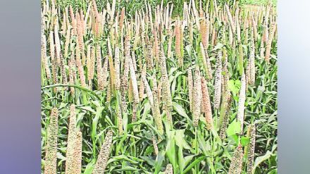 lokshivar coarse grains