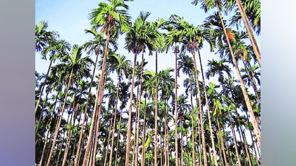 Betel nut garden lokshivar