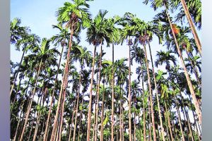 रोठा सुपारीच्या प्रजातींवर संशोधन Betel nut garden lokshivar